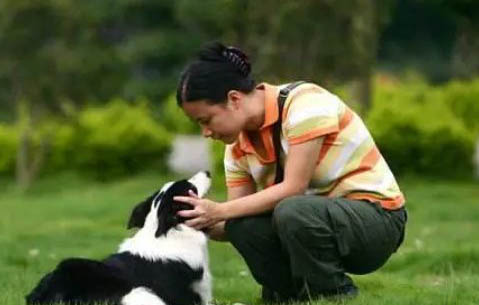 邊境牧羊犬如何訓練