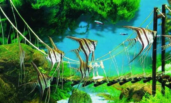 潛水艇魚會咬人嗎
