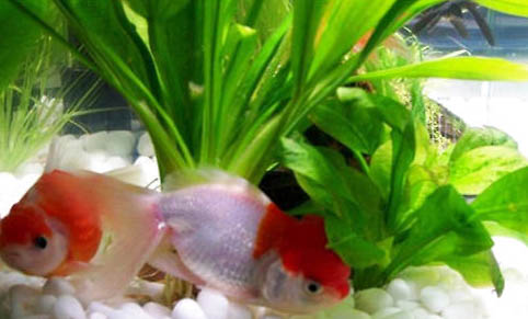 水缸養(yǎng)魚需要打氧嗎