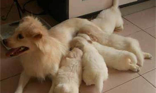 母犬子宮蓄膿怎么判斷嚴不嚴重