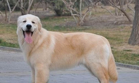 怎樣辨別金毛犬純不純？