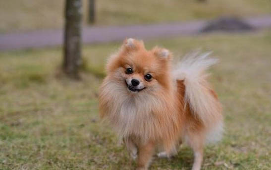 博美犬咳嗽像是被卡嗓子似的吃什么藥