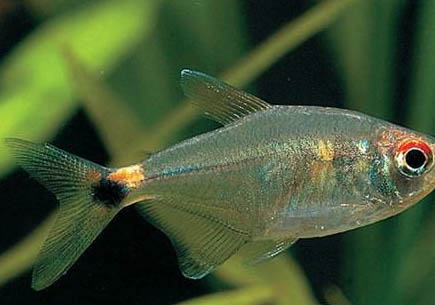 魚缸殺菌燈有用嗎?