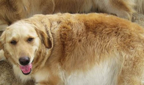 母犬下狗沒奶的原因及處理方法