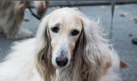 阿富汗獵犬身體發抖是啥原因