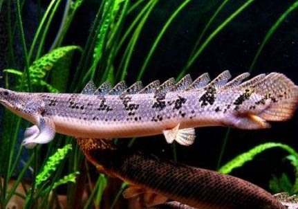 銀龍魚不喂食能活多久