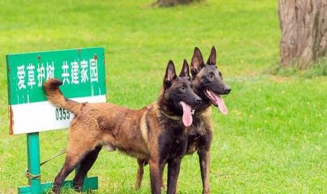 適合獨居女生養(yǎng)的護衛(wèi)犬有哪些?