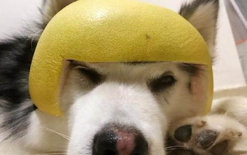 狗狗生理期間需要注意哪些事項(xiàng)