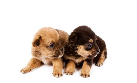 幼犬怎么預(yù)防犬瘟細(xì)小