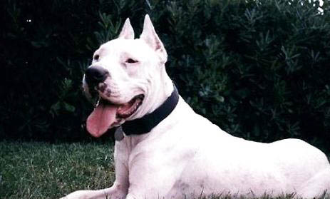 杜高和比特犬哪個厲害