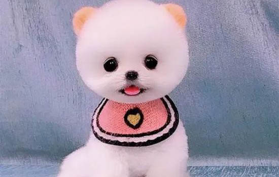 哪里有賣茶杯犬的什么價錢