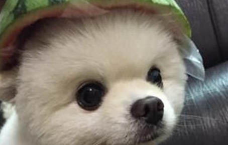 狗狗多大開(kāi)始翻腸子