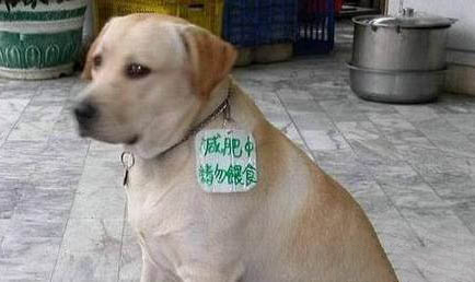 狗狗食鹽中毒癥狀