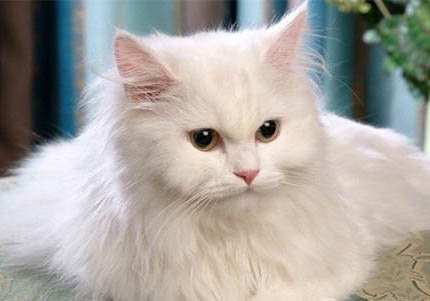 土耳其安哥拉貓不吃飯拉稀的原因及處理方法