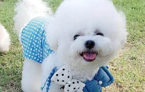 棉花面紗犬哪里有賣