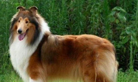 英國古代牧羊犬拉丁名稱