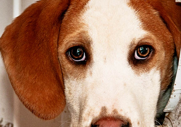 養英國獵狐犬注意事項