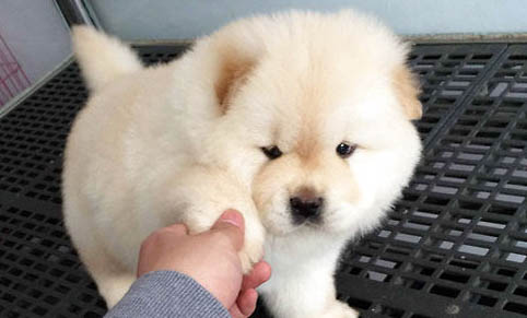 松獅犬多少錢一只黑色幼犬