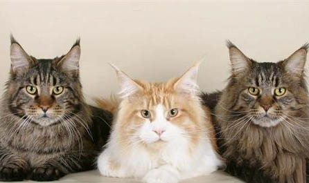 養哪種貓比較好