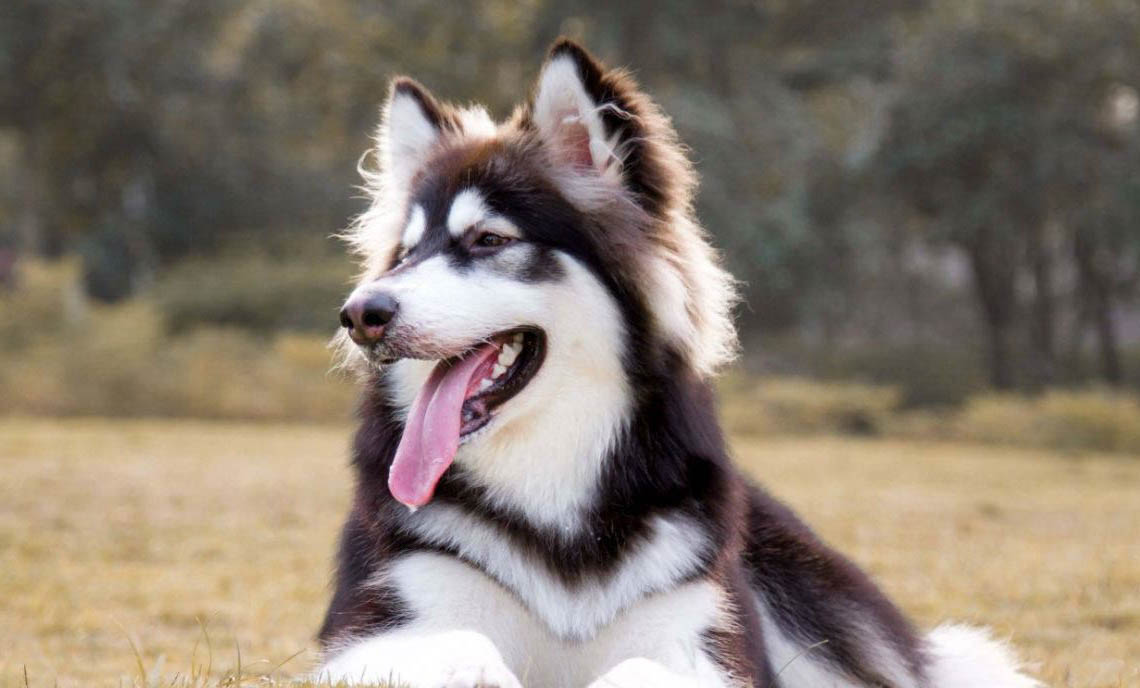 狗狗得了犬窩咳怎么治