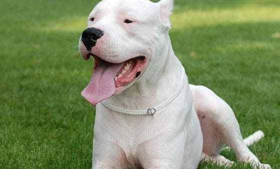 護衛犬有哪些品種