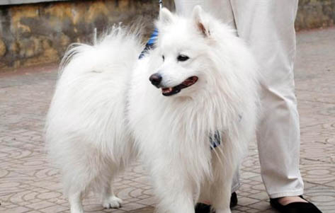 銀狐犬多久洗澡一次？