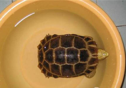 蘇卡塔爾陸龜是保護動物嗎