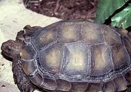 陸龜會(huì)游泳嗎?