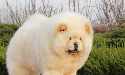 松獅犬喜歡什么