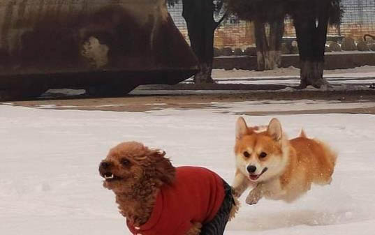 狗狗長螨蟲的癥狀有哪些
