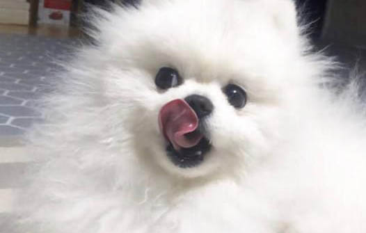狗狗受到驚嚇后有什么癥狀？