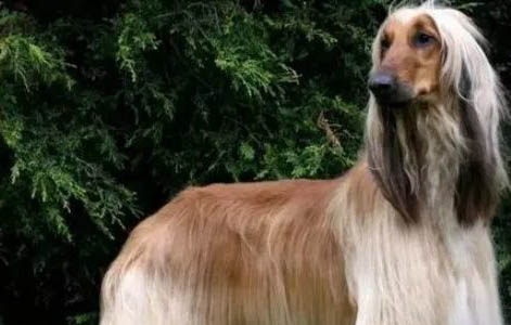 中國禁養(yǎng)阿富汗犬嗎