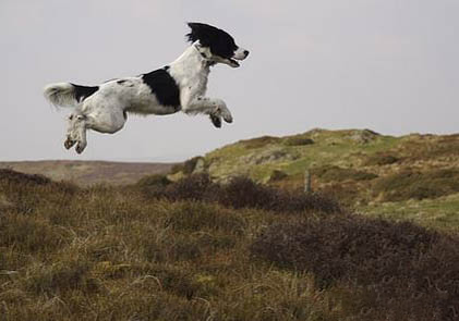 史賓格幼犬喂養