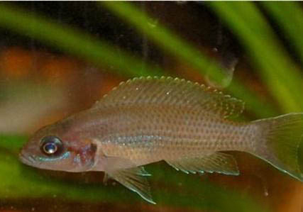女王燕尾魚好養嗎
