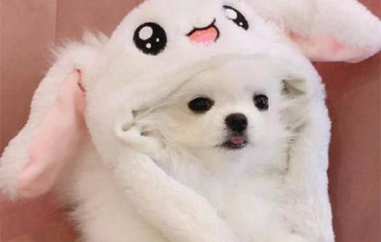 成年博美犬多久驅蟲一次