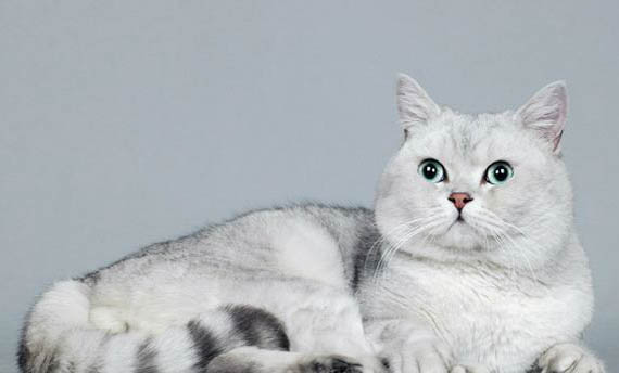 中國有哪些大狗短毛