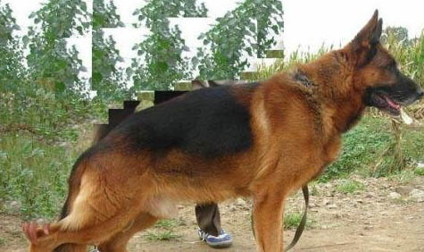 公犬發情期大概持續多久呢?
