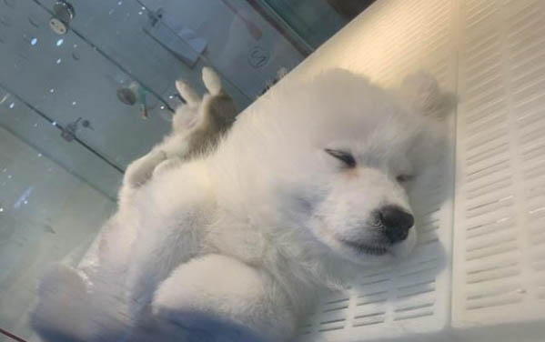 小狗不吃東西沒有精神這是怎么回事?