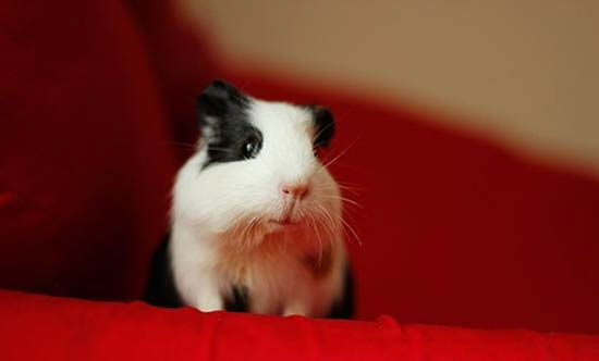 荷蘭鳳凰魚壽命多久