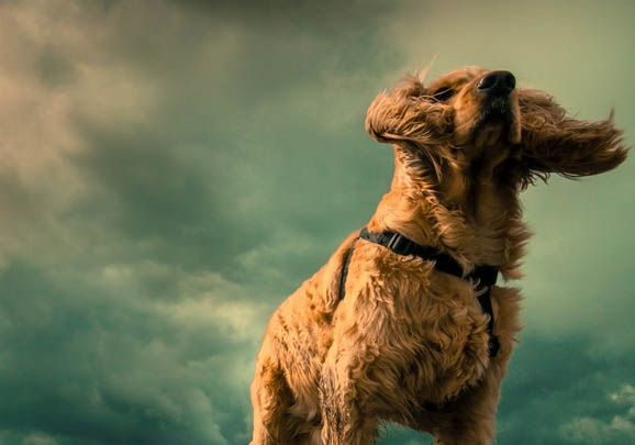 英國可卡犬可以洗澡嗎
