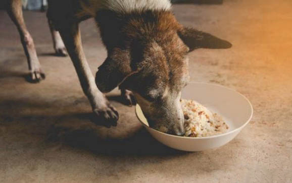 狗卵磷脂要吃多久