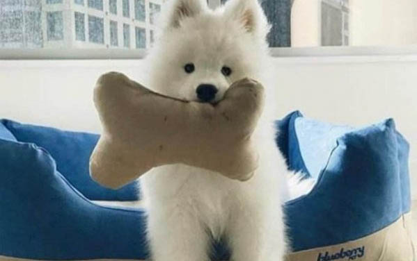 薩摩耶犬生病了會有哪些表現