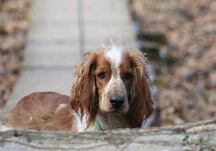 威爾士柯基與瑞典柯基的區別是什么