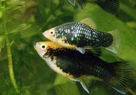 釣魚溫度多少適合釣魚