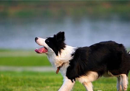 哪里有賣邊境牧羊犬