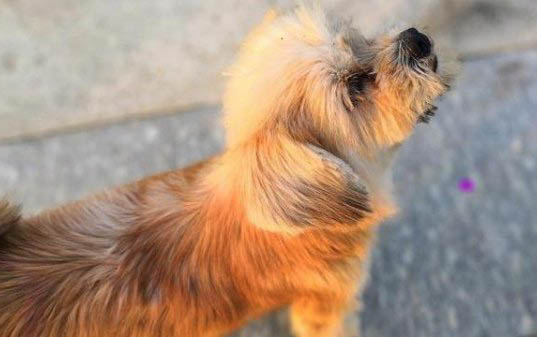 犬瘟熱狗狗眼睛變藍