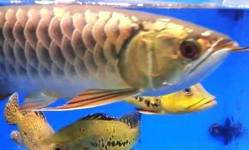 龍魚跳缸原因及處理方法