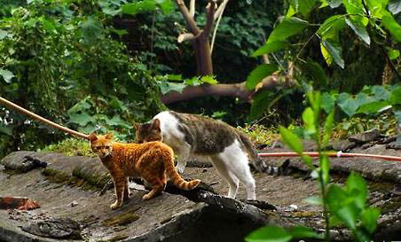 四川簡州貓性格