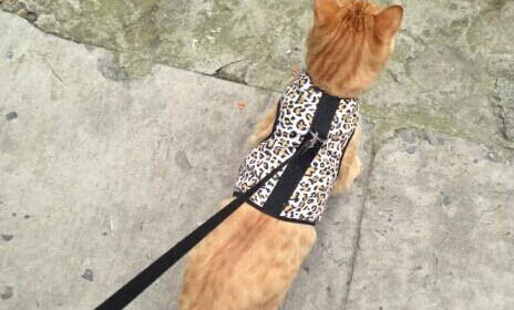 遛貓需要牽引繩嗎