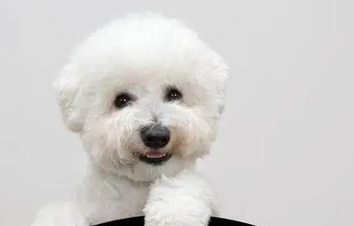怎么辨別純種比熊犬